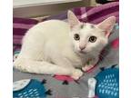 Cleo, Turkish Van For Adoption In Parlier, California