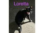 Loretta, Domestic Shorthair For Adoption In Marne, Michigan