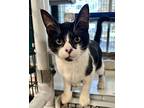 Lucky, Domestic Shorthair For Adoption In Novato, California