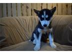 Siberian Husky Puppy for sale in Mansfield, OH, USA