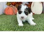 Havanese Puppy for sale in South Bend, IN, USA