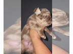 French Bulldog PUPPY FOR SALE ADN-843526 - Female Fluffy