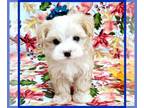 Maltipoo PUPPY FOR SALE ADN-843323 - Meet Biscuit