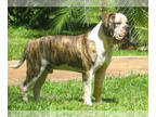 Mutt PUPPY FOR SALE ADN-843541 - hi