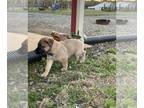 Belgian Malinois PUPPY FOR SALE ADN-843528 - Belgian malinois