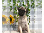 Puggle PUPPY FOR SALE ADN-843432 - Annie