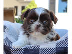 Shih Tzu PUPPY FOR SALE ADN-843424 - Shih Tzu Puppy