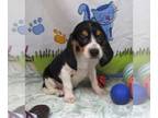 Beagle PUPPY FOR SALE ADN-843402 - Smoky Tri Beagle Boy