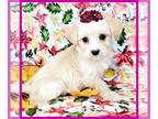 Maltipoo PUPPY FOR SALE ADN-843362 - Bring Blossom into your life