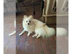 Pomeranian PUPPY FOR SALE ADN-843304 - Bailey