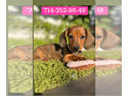 Dachshund PUPPY FOR SALE ADN-843527 - Dachshund puppy