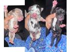 Daniff PUPPY FOR SALE ADN-843464 - Great Dane Puppies