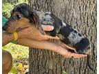 Doxie Doreen Blue, Dachshund For Adoption In Mishawaka, Indiana