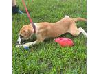 Stanford, Labrador Retriever For Adoption In Locust Fork, Alabama