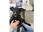 Jenna, Labrador Retriever For Adoption In Dana Point, California