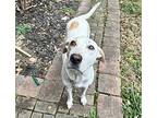 Carmela, Labrador Retriever For Adoption In Cumming, Georgia