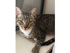 Noodles Kitty, Domestic Shorthair For Adoption In Chandler, Arizona