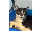 Delta, Domestic Shorthair For Adoption In Matteson, Illinois