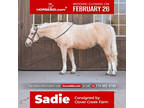 Sadieâ 10 Yr old 14hh Palomino Connemara Cross Mare!