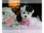 Maltese PUPPY FOR SALE ADN-843623 - n Maltese puppies