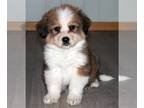 Great Bernese PUPPY FOR SALE ADN-843606 - Meet Logan