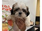 Shih Tzu PUPPY FOR SALE ADN-843586 - Shih Tzu male 3