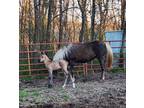 Stunning Homozygous Black Grulla Colt