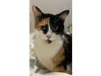 Minina, Calico For Adoption In Richmond, Texas