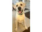 Rollo, Labrador Retriever For Adoption In Franklin, Tennessee