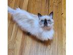 Tiffany, Himalayan For Adoption In West Lafayette, Indiana