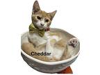 Cheddar, Domestic Shorthair For Adoption In Spring, Texas