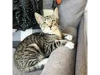 Mikka, Domestic Shorthair For Adoption In Houston, Texas