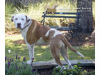 78272a Mikey Mike, American Staffordshire Terrier For Adoption In North