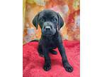 Rory, Labrador Retriever For Adoption In Washington Court House, Ohio