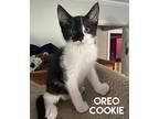 Oreo Cookies, Domestic Shorthair For Adoption In Alpharetta, Georgia