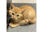 Swiss, Domestic Shorthair For Adoption In Sheboygan, Wisconsin