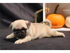 Pug Puppy for sale in Decatur, IL, USA