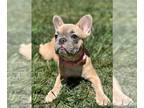 French Bulldog PUPPY FOR SALE ADN-844033 - FRENCH BLUE FAWN GIRL