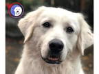 Great Pyrenees DOG FOR ADOPTION RGADN-1390585 - Buddy - Great Pyrenees (long