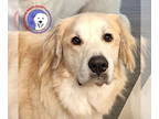 Great Pyrenees DOG FOR ADOPTION RGADN-1390587 - Benzo bonded with Maeve - Great