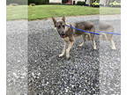 German Shepherd Dog DOG FOR ADOPTION RGADN-1390610 - Queen - German Shepherd Dog