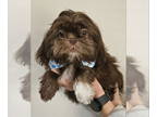 Shih Tzu DOG FOR ADOPTION RGADN-1390647 - Gremlin - Shih Tzu (medium coat) Dog