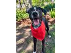 Lucas, Labrador Retriever For Adoption In Saugus, Massachusetts