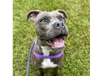 Shellie, American Staffordshire Terrier For Adoption In Raleigh, North Carolina