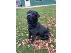 Louie, Labrador Retriever For Adoption In Prairie Du Chien, Wisconsin