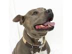 Zuma, American Staffordshire Terrier For Adoption In San Luis Obispo, California