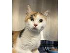 Sushi, Domestic Shorthair For Adoption In Sheboygan, Wisconsin