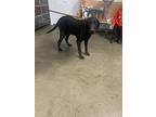 Ripley, Labrador Retriever For Adoption In Fairfield, Illinois