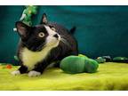 Leeny, Domestic Shorthair For Adoption In Lynnwood, Washington