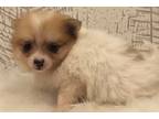 Pomeranian Puppy for sale in South Bend, IN, USA